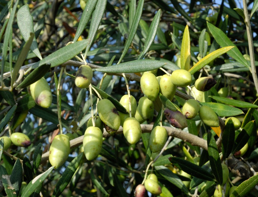 Maroc : La future récolte des olives menacée par la sécheresse